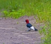 RedHeaded608 DeNoiseAI Denoise